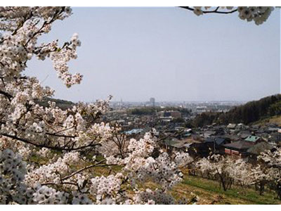 金沢市街や日本海までも見渡せ、遠くを眺めるには気持のいい場所。金沢桜百景にも選ばれた御所さくら公園